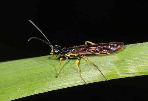 Stiebiniai pjūkleliai nuotrauka