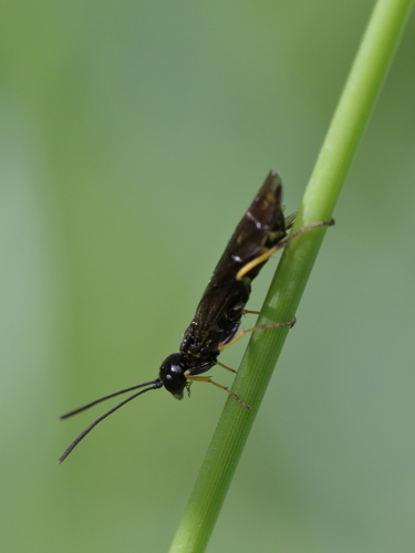 Stiebiniai pjūkleliai nuotrauka