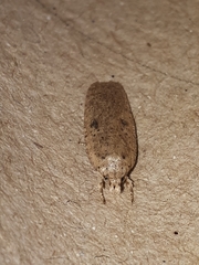 Agonopterix subpropinquella