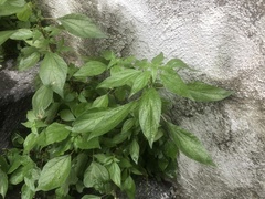Parietaria