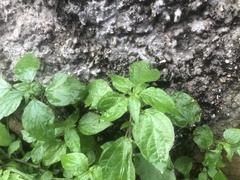 Parietaria