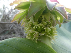 Eucomis regia
