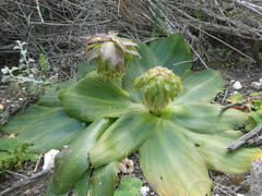 Eucomis regia