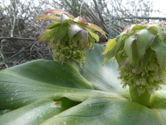 Eucomis regia