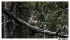 Strix occidentalis occidentalis