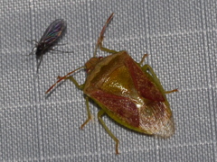 Banasa subcarnea