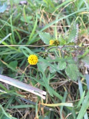 Bidens pilosa pilosa