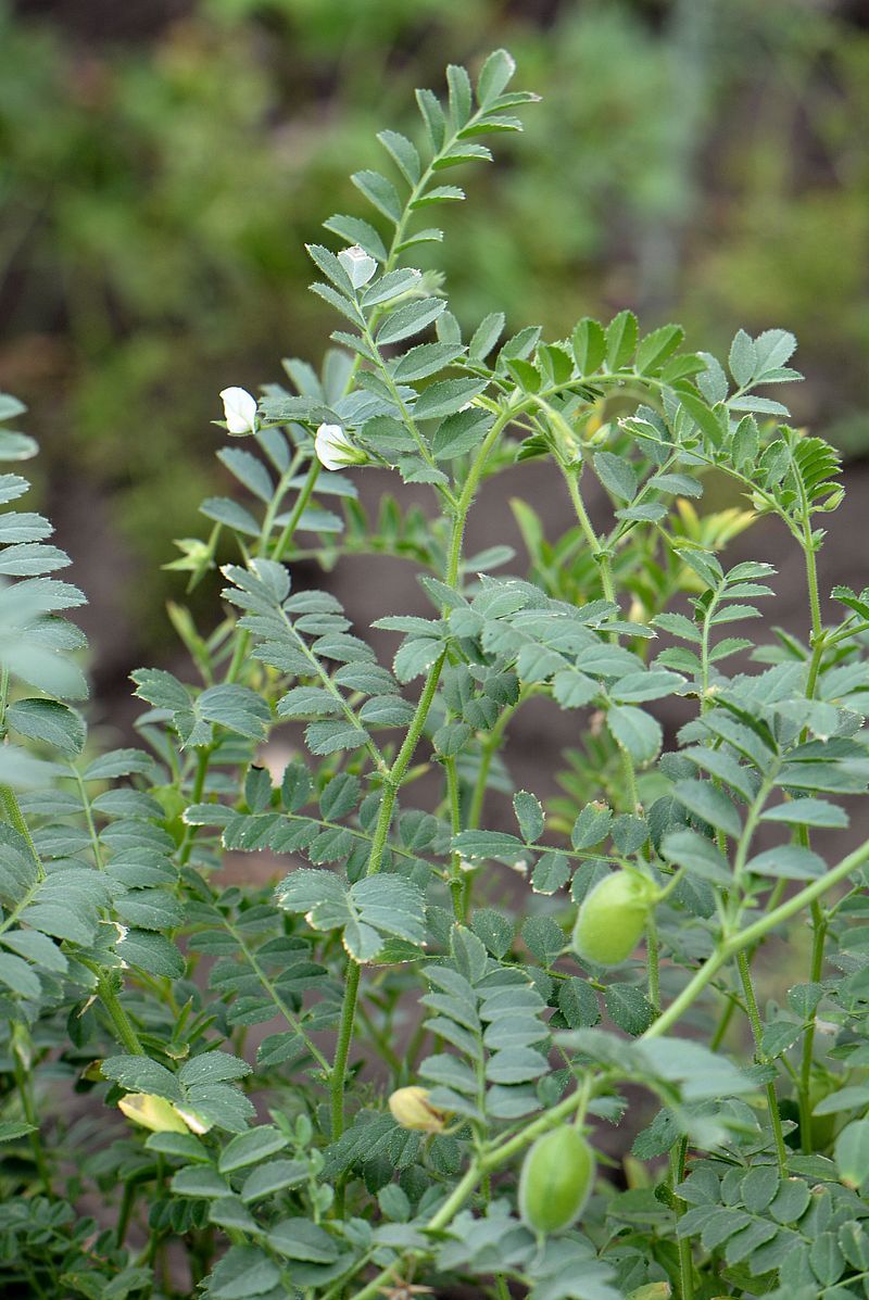 chickpea (Cicer arietinum)  iNaturalist