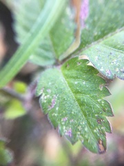 Bidens pilosa pilosa