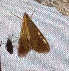 Glyphodes exquisitalis