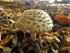 Leucoagaricus nympharum