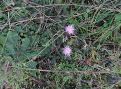 Centaurea deusta