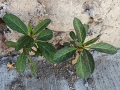 Asclepias curassavica