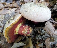 Rubroboletus rhodoxanthus