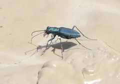 Cicindela nigrocoerulea
