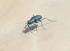 Cicindela nigrocoerulea