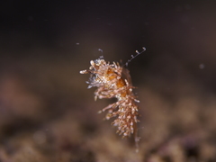 Eubranchus vittatus