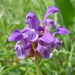 Large Self-Heal - Photo (c) cpu, some rights reserved (CC BY-NC), uploaded by cpu