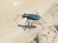 Cicindela nigrocoerulea