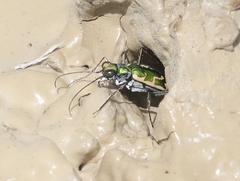 Ellipsoptera marutha