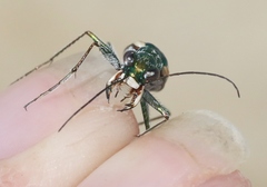 Ellipsoptera marutha