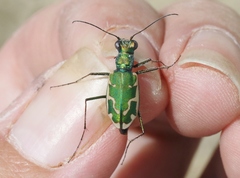 Ellipsoptera marutha