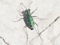 Ellipsoptera marutha