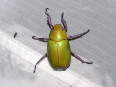 Chrysina beyeri