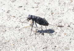 Cicindela nigrocoerulea