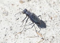 Cicindela nigrocoerulea