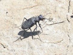 Cicindela nigrocoerulea