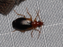Lebia scapula