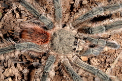 Lasiodora