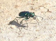 Cicindela pimeriana