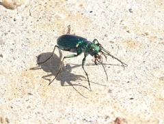 Cicindela pimeriana