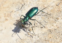 Cicindela pimeriana