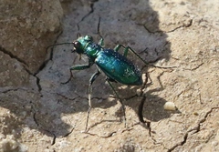 Cicindela pimeriana