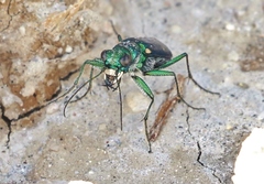 Cicindela pimeriana
