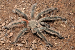 Lasiodora