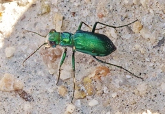 Cicindela pimeriana