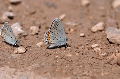 Kretania brethertoni