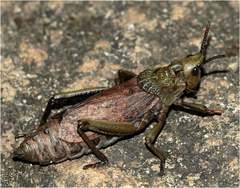 Dictyophorus griseus