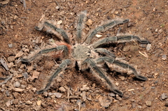 Lasiodora