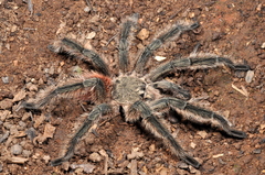 Lasiodora