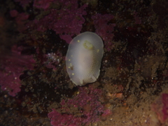 Cadlina laevis
