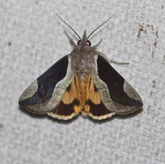 Hypocala guttiventris