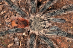 Lasiodora