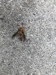 Polistes arizonensis