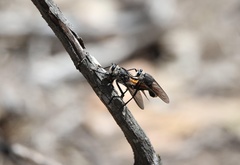 Pararatus ricardoae