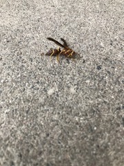 Polistes arizonensis